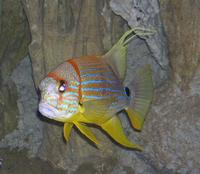 Image of: Symphorichthys spilurus (blue-lined seabream)