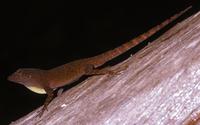 Image of: Anolis cybotes