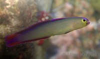 Nemateleotris decora - Decorated Dartfish