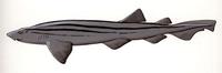 Image of: Poroderma africanum (striped catshark)