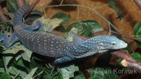 Varanus macraei - Blue Tree Monitor