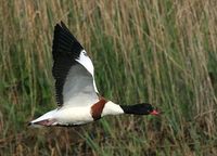 Common Shelduck - Tadorna tadorna