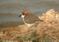 Red-capped Plover - Charadrius ruficapillus