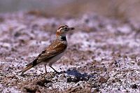 Mongolian Lark - Melanocorypha mongolica