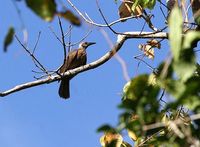 Black-eared - Oriolus bouroensis