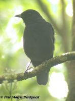 Javan Whistling Thrush - Myophonus glaucinus