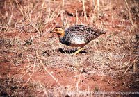 Coqui Francolin - Francolinus coqui