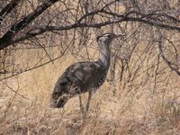 Kori Bustard - Ardeotis kori