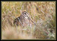 Noble Snipe - Gallinago nobilis