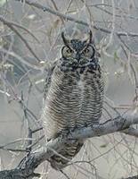 Great Horned Owl (Bubo virginianus) photo