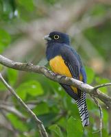 Violaceous Trogon (Trogon violaceus) photo