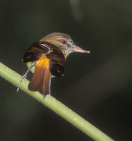 Bright-rumped Attila (Attila spadiceus) photo