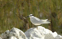 Black-naped Tern - Sterna sumatrana