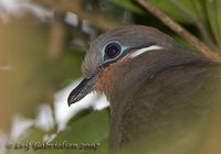 White-eared Dove - Phapitreron leucotis