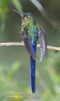 Violet-tailed Sylph - Aglaiocercus coelestis