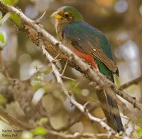 Narina Trogon - Apaloderma narina