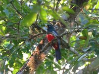 White-eyed Trogon - Trogon comptus