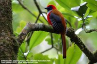 Whitehead's Trogon - Harpactes whiteheadi