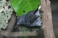 Band-tailed Antbird - Hypocnemoides maculicauda