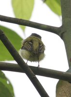 Black-capped Pygmy-Tyrant - Myiornis atricapillus