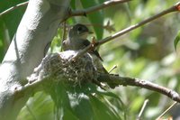 Western Wood-Pewee - Contopus sordidulus