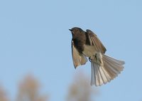 Black Phoebe - Sayornis nigricans