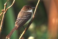 Sad Flycatcher - Myiarchus barbirostris