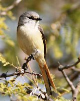 Small Minivet - Pericrocotus cinnamomeus