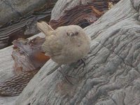 Cobb's Wren - Troglodytes cobbi