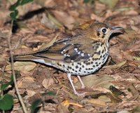 Spotted Ground-Thrush - Zoothera guttata