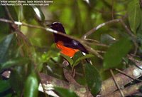 White-browed Shama - Copsychus luzoniensis