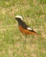 White-winged Redstart - Phoenicurus erythrogaster