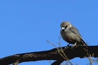 Black-faced Woodswallow - Artamus cinereus