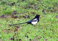 Yellow-billed Magpie - Pica nuttalli