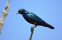 Greater Blue-eared Glossy-Starling - Lamprotornis chalybaeus