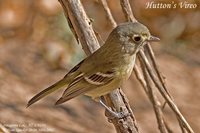 Hutton's Vireo - Vireo huttoni