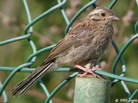 Cirl Bunting - Emberiza cirlus