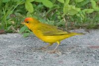 Orange-fronted Yellow-Finch - Sicalis columbiana