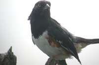 Eastern Towhee - Pipilo erythrophthalmus