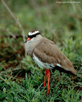 Crowned Plover