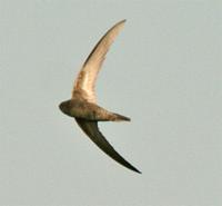 Common Swift