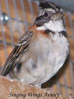 * Rufous Collared Finch