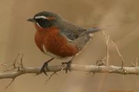 *NEW* Black-and-rufous Warbling-finch