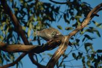 Crested Bronzewing