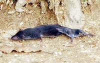 땃쥐(Crocidura lasiura) 영명 : Ussuri White-toothed Shrew