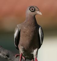Columba corensis (Patagioenas)