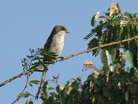 Common Fiscal - Lanius collaris