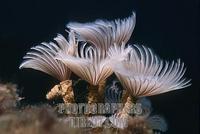 Social feather duster tubeworm , Caribbean stock photo