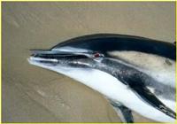 Delphinus capensis, Long-beaked common dolphin