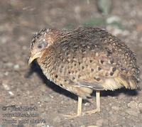 Turnix tanki ab4372 UK: Yellow-legged Buttonquail DK: Gulbenet løbehøne FI: ketopyyjuoksija FR: ...